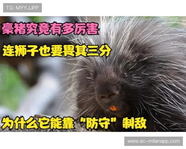 包装工又靠防守取胜，这队真是靠纪律，包装工是什么工作